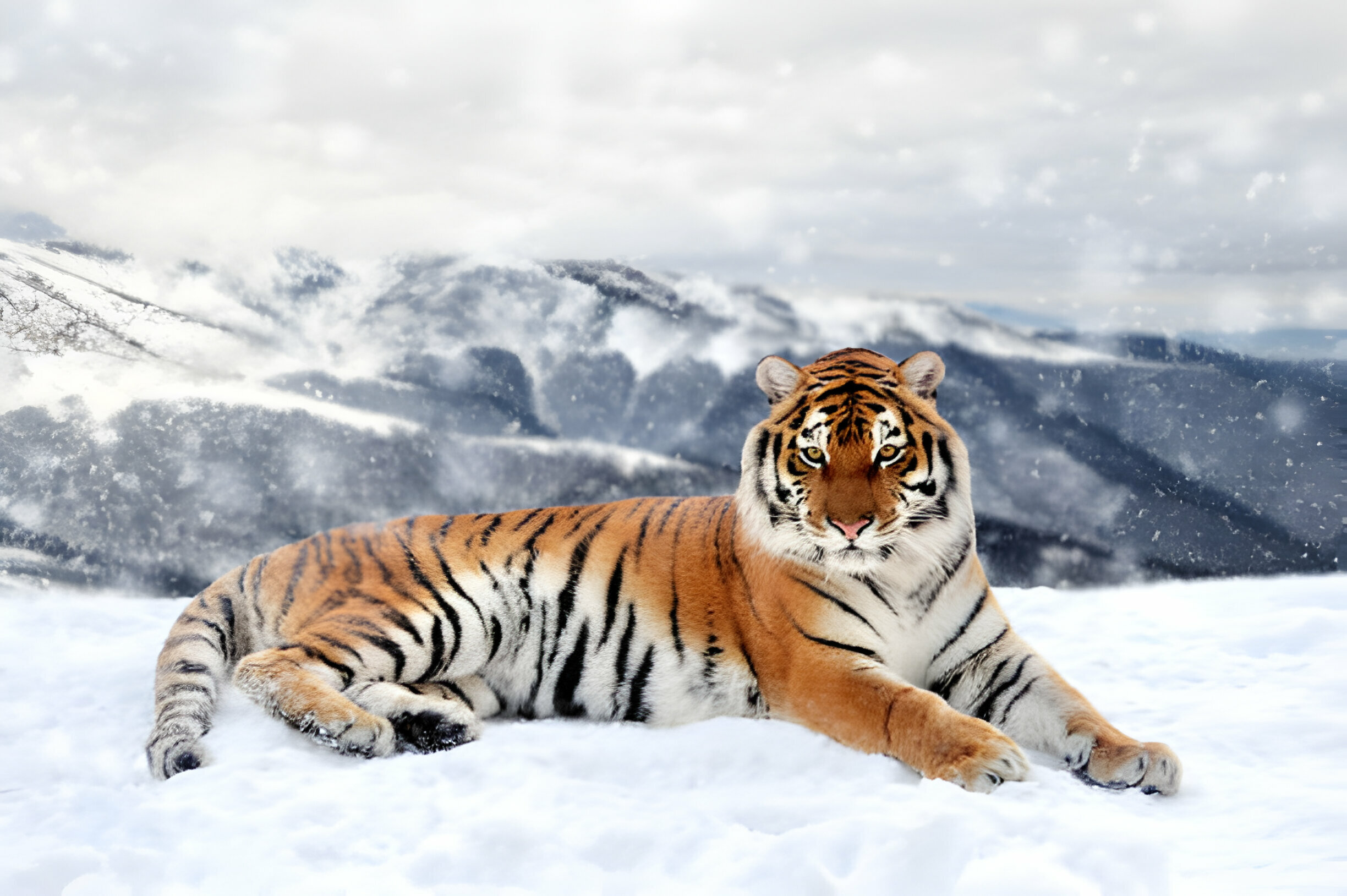 Top 10 Biggest Cats in the World Restova